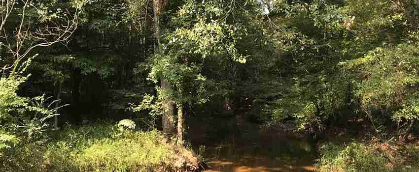 The Impact of the Fouke Monster: How the Legend of the Arkansas Bigfoot Has Endured for Decades