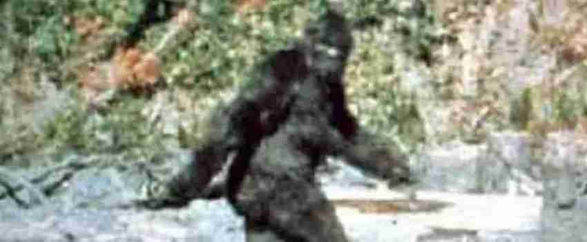 Bigfoot and the Patterson-Gimlin Film